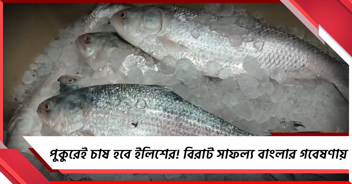 পুকুরেই চাষ হবে ইলিশের! বিরাট সাফল্য বাংলার গবেষণায়