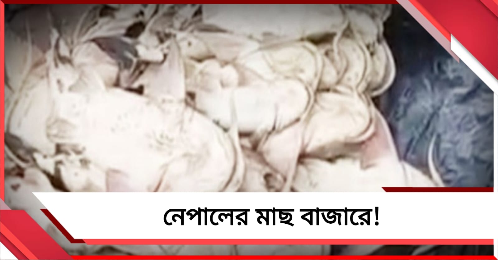 নেপালের 'বাঘা মাছ' দেদার বিকোচ্ছে উত্তরবঙ্গে! প্রশাসনের নজরদারি নিয়ে প্রশ্ন