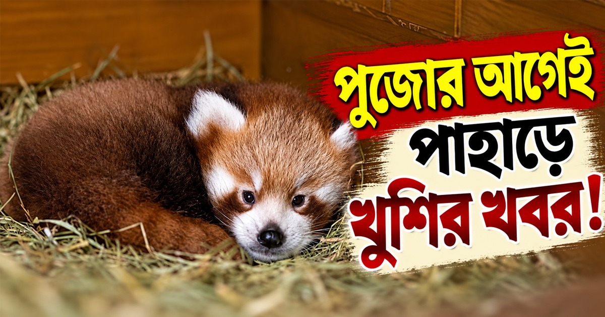 পুজোর আগেই পাহাড়ে খুশির খবর! সিকিমের চিড়িয়াখানায় জন্ম নিল ৬টি খুদে রেড পান্ডা