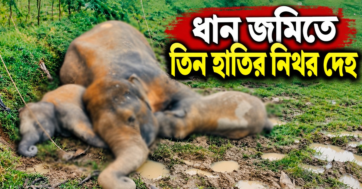 ধান জমিতে তিন হাতির নিথর দেহ, চাঞ্চল্য হাড়তড়ায়