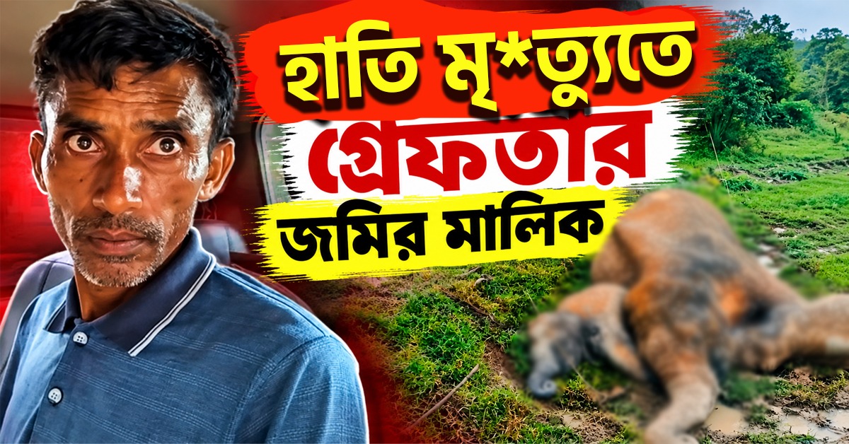 বেআইনি বিদ্যুৎ সংযোগের বলি তিন হাতি, গ্রেফতার জমির মালিক