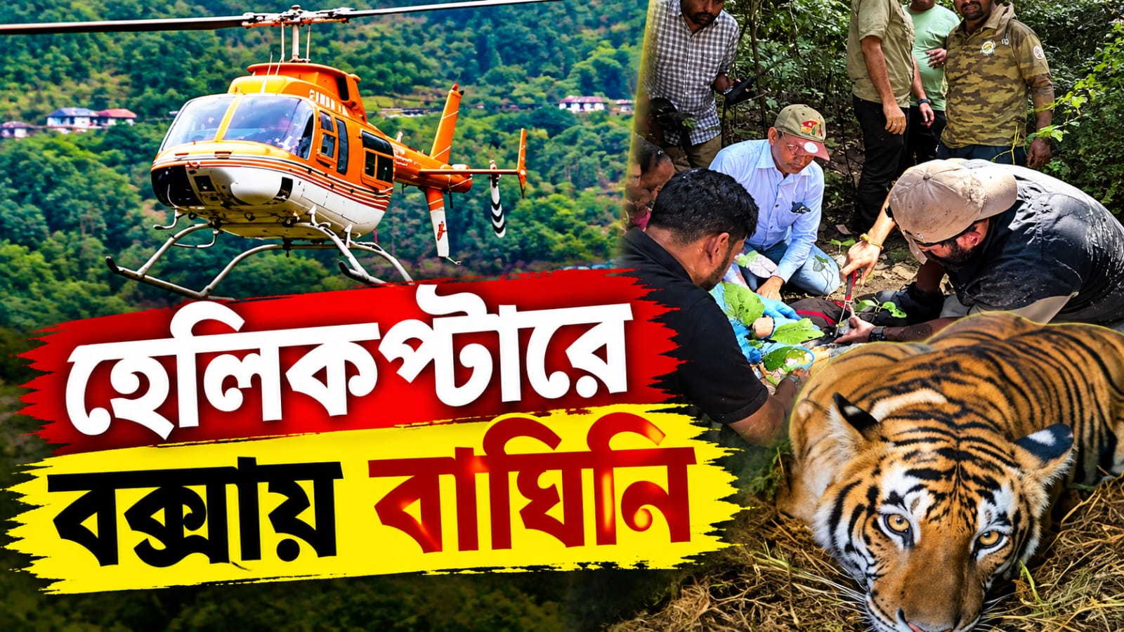 হেলিকপ্টারে বিহার থেকে বক্সায় আসছে বাঘিনি, চার দিন বন্ধ পর্যটন