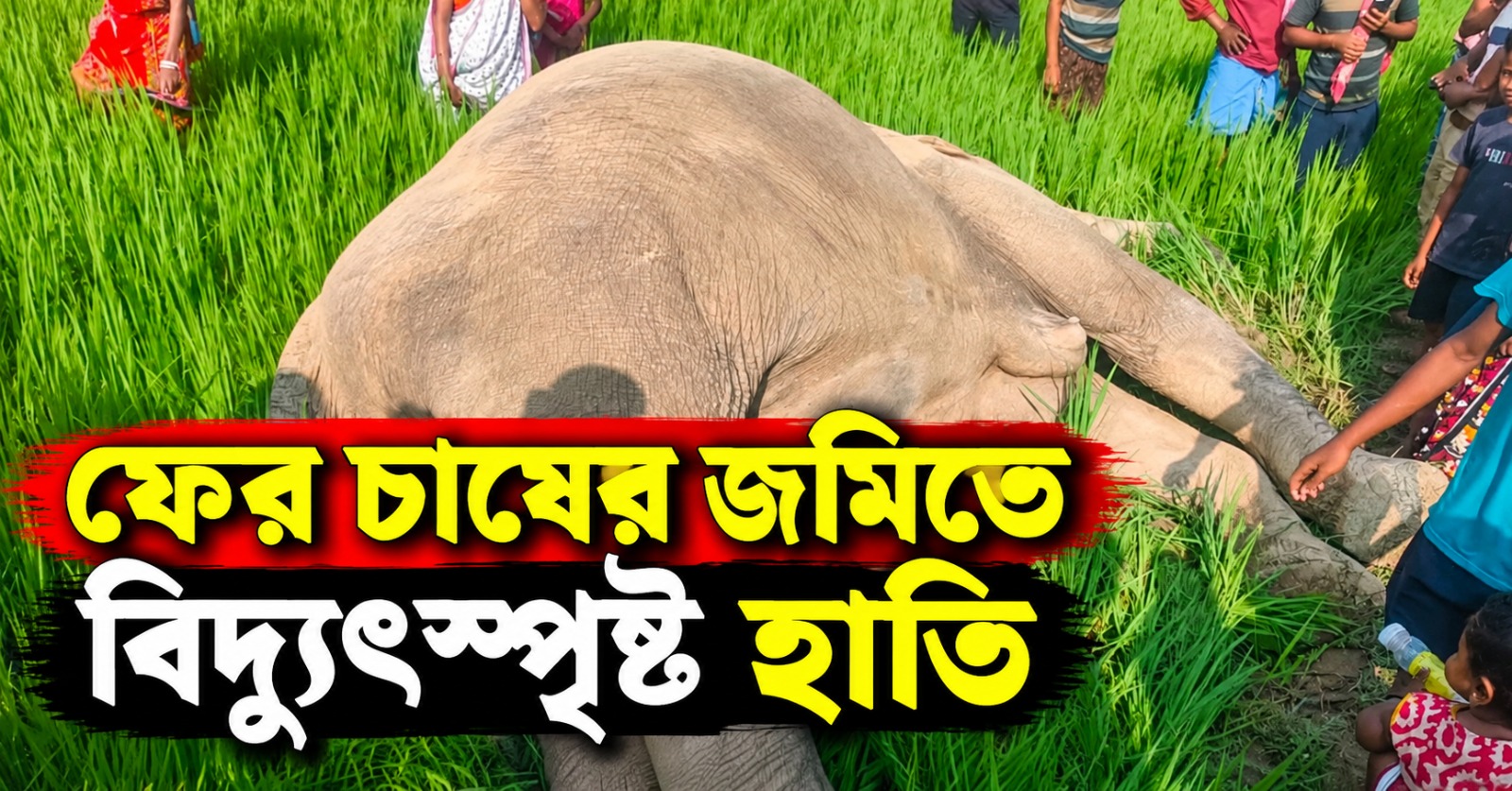 পশ্চিম মেদিনীপুরের পর জলপাইগুড়ি, ফের চাষের জমিতে বিদ্যুৎস্পৃষ্ট হাতি