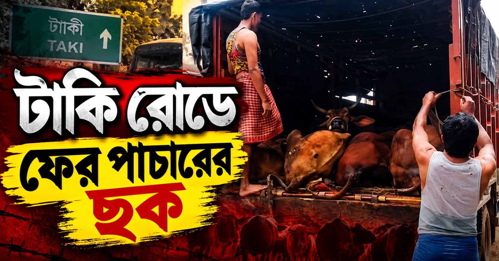 টাকি রোডে ফের পাচারের ছক! দেগঙ্গায় উদ্ধার ১৫টি গরু, গ্রেফতার এক