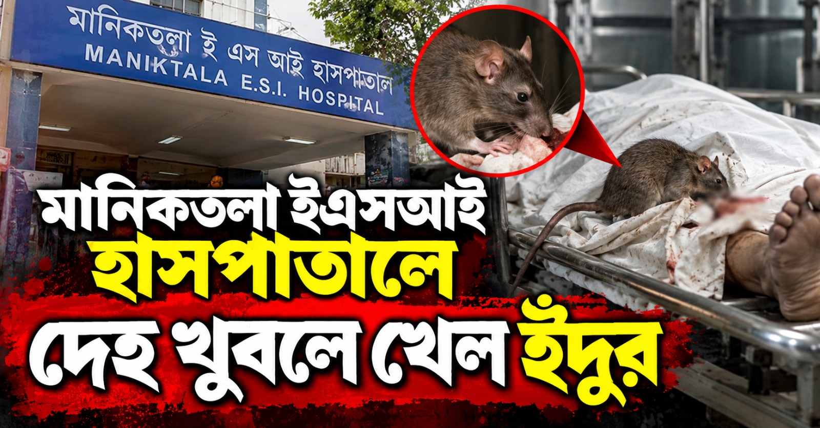 মানিকতলা ইএসআই হাসপাতালে দেহ খুবলে খেল ইঁদুর, শুরু তদন্ত